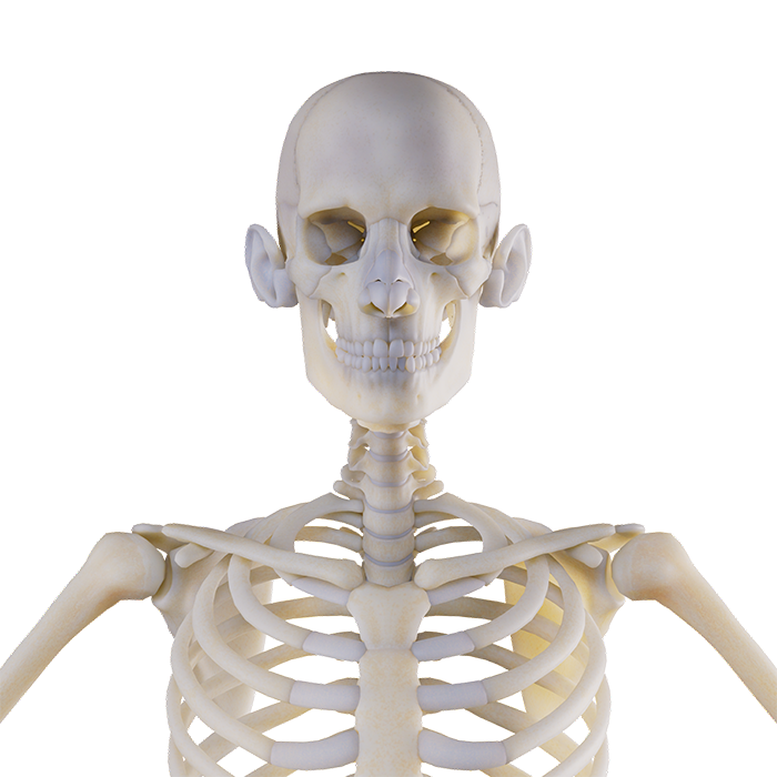 Skeleton Layer
